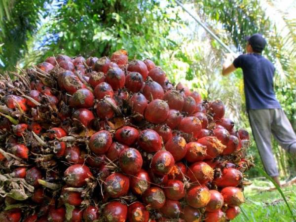 Sebanyak RM48.3 bilion hasil sektor komiditi disumbangkan oleh industri sawit.