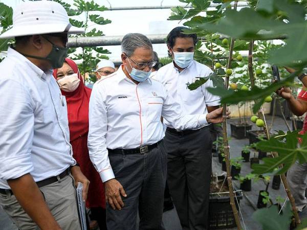 Menteri di Jabatan Perdana Menteri (Ekonomi) Datuk Seri Mustapa Mohamed ketika melawat projek penanaman buah tin di Tapak Projek Gedung Makanan Negara Felda Sungai Tengi Selatan, Kuala Kubu Bharu, hari ini.