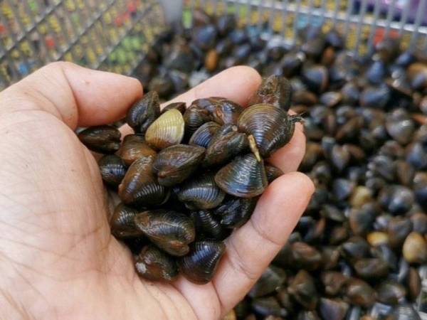 Etok sinonim dengan masyarakat Kampung Pulau Manis, Serada untuk dimasak gulai kuning atau direbus dan disalai.