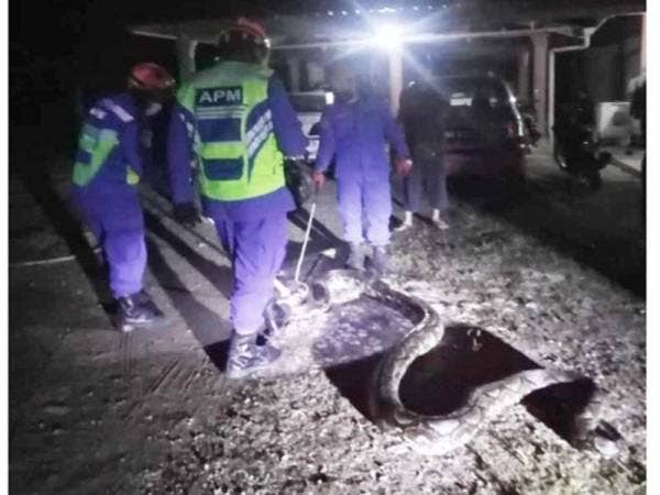 APM Daerah Lipis menangkap ular sawa seberat 30kg yang membelit seekor kambing di dalam kandang di Kampung Bapong, Lipis.