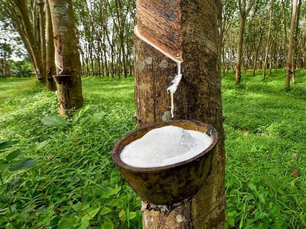 China terus kekal sebagai destinasi utama eksport getah asli iaitu 43.4 peratus daripada jumlah eksport pada Januari 2021. 