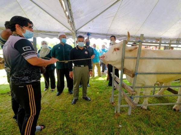 Dr Azman (kanan) melihat lembu sado yang diternak di negeri ini.