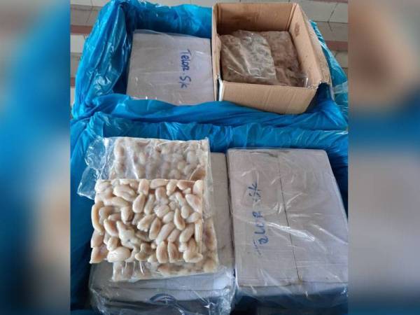 20 kotak telur sotong katak yang dirampas Maqis Perak di Pelabuhan Lumut pada Isnin.