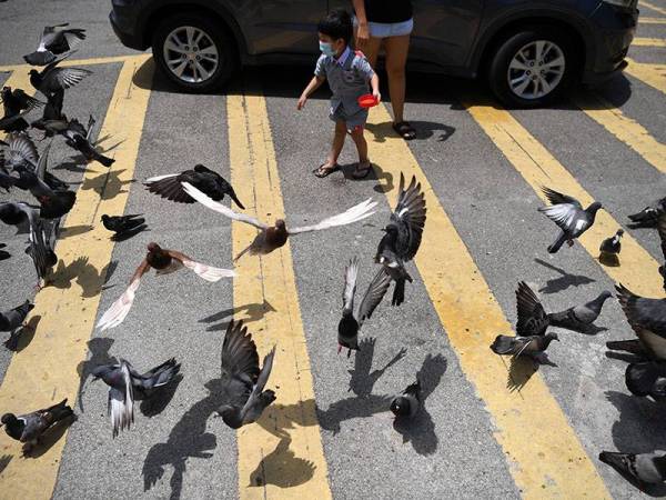 Warga Kuantan cilik kelihatan memberi burung merpati makanan ketika tinjauan hari ini.