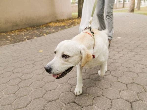 Anjing penghidu jenis Labrador digunakan untuk mengesan individu dijangkiti Covid-19 tanpa gejala di lapangan terbang dan pelabuhan tertentu di Thailand. - Foto 123RF