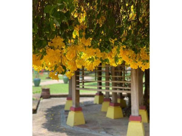 Pokok bunga Cat's Claw Creeper menjadi tarikan baharu pengunjung ke Taman Rekreasi Gunung Lang, Ipoh. Foto: Ihsan MBI
