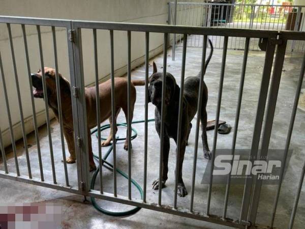 Dua anjing yang ditemui berkeliaran berhampiran mayat mangsa ditemui.