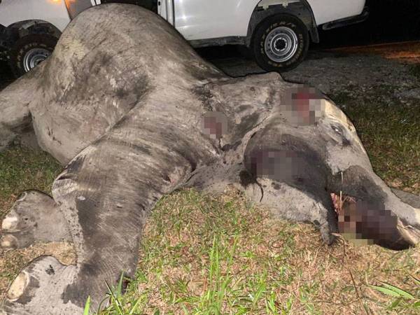 Seekor gajah betina mati akibat dilanggar kereta pacuan empat roda di Batu 7, Jalan Kota Tinggi-Mersing, Kota Tinggi pada malam Khamis.