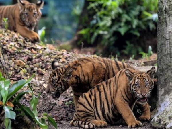 Kerajaan negeri diminta untuk mewartakan kawasan habitat Harimau Malaya sebagai Hutan Simpanan Kekal atau Rizab Hidupan Liar.