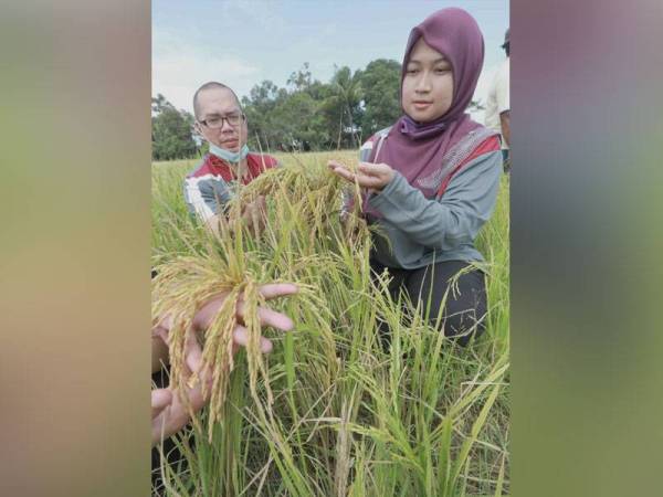 Muhamad Khalil (kiri) melihat padi yang akan dituai di sawah di Kampung Merchong, Pekan. (Pix Ihsan IADA)