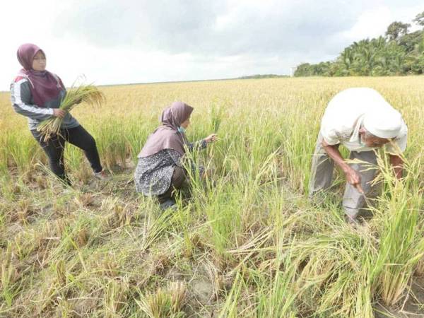 Kekurangan sumber air juga penyebab padi kurang menjadi.