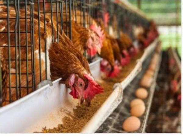 Ladang Lay Hong Bhd disahkan bebas daripada Salmonella Enteritidis (SE). (Gambar hiasan)