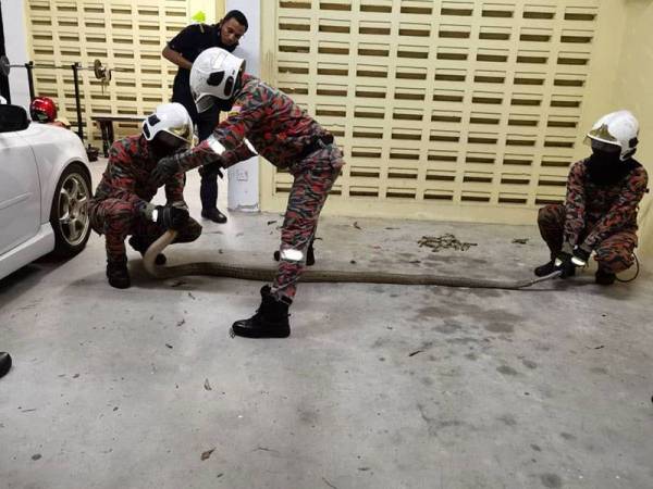 Ular sepanjang 12 kaki itu berjaya ditangkap anggota bomba.