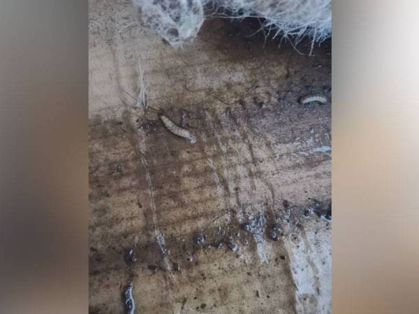 Hasil pemeriksaan ke atas kontena didapati mempunyai serangga perosak. - Foto Maqis Johor