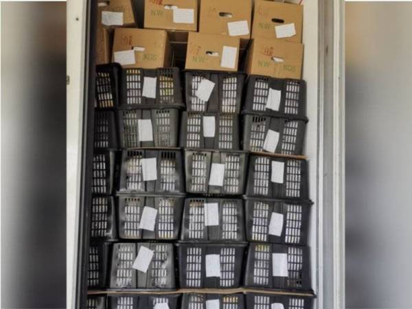 Kontena membawa sayur segar dari China ditahan Maqis di Pelabuhan Tanjung Pelepas, pada Isnin. - Foto Maqis Johor