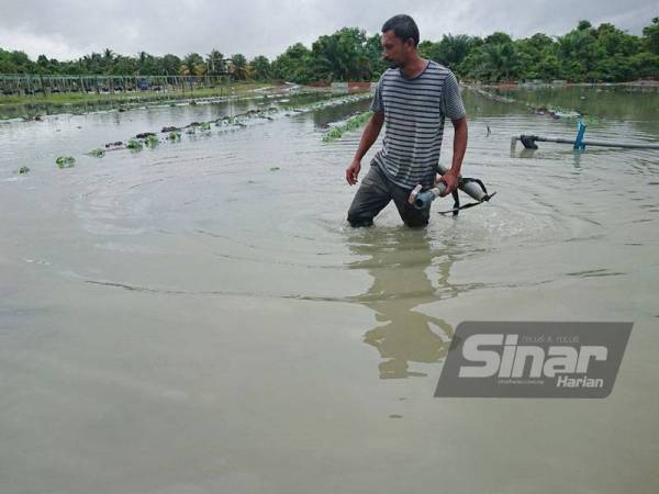Mohd Nordin terkejut kebun tembikai miliknya ditenggelami air sedalam 0.6 meter di Kampung Ubai, pada Rabu.