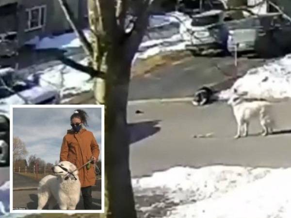 Aksi Clover berada di tengah jalan untuk menghentikan kenderaan agar tuannya dapat diselamatkan tular di laman sosial. - Foto CTV News