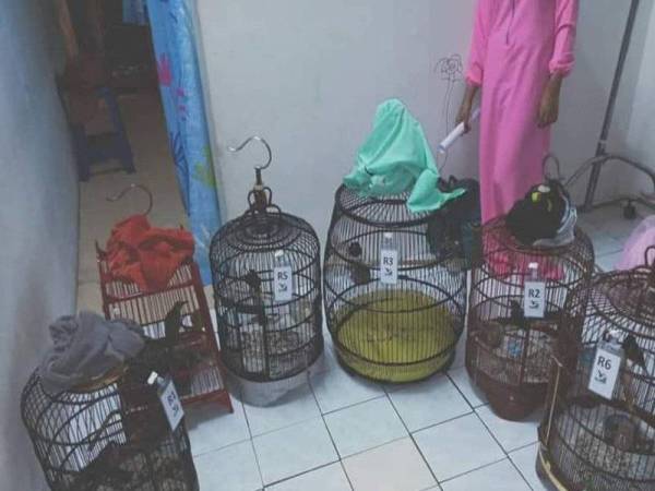 Perhilitan merampas pelbagai spesies burung dalam serbuan di ibu negara, pada 17 Mac lalu. - Foto Perhilitan
