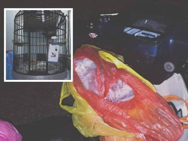 Daging dan tulang Rusa Sambar dirampas susulan penahanan seorang lelaki berusia 41 tahun di ibu negara, pada 17 Mac lalu. - Foto Perhilitan
