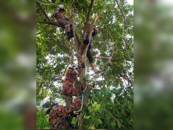 Anggota bomba menyelamatkan seorang warga emas yang tersangkut atas pokok rambutan di Jalan Suria pada Isnin.
