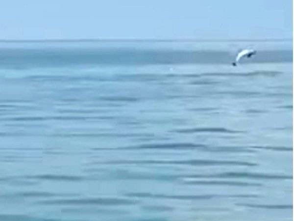 Aksi ikan lumba-lumba yang dipercayai dirakam di perairan Kuala Selangor tular di Facebook.