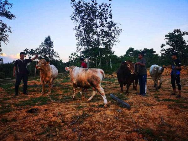 Mohd Faizal(dua,kiri) bersama pekerja dan lembu sado yang dipelihara di kandang miliknya di Kampung Paya Keladan, Temerloh.