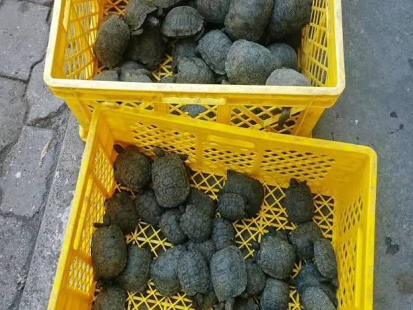 Kira-kira 185 anak kura-kura gergasi cuba diseludup dalam sebuah beg pakaian dari Pulau Baltra, Kepulauan Galapagos ke tanah besar Ecuador pada Isnin lalu. - Foto AFP