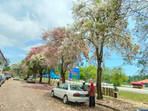 Keindahan pokok tekoma di Taman Bandar Baru Masjid Tanah yang tular di Facebook baru-baru ini.