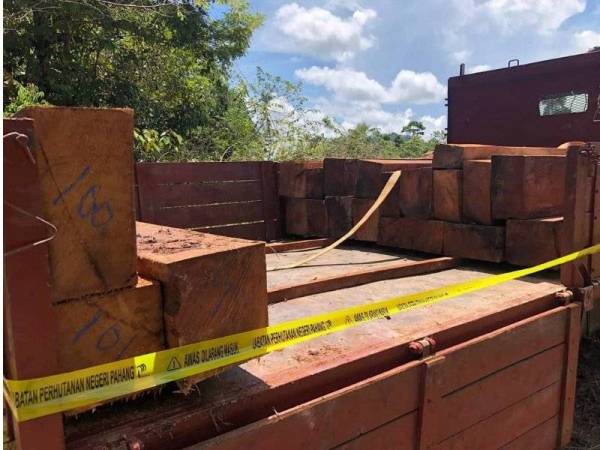 Sebahagian kayu bergergaji spesies merbau yang dihasilkan tanpa lesen dalam hutan tanah kerajaan mukim Ulu Tembeling cuba dipindahkan menggunakan lori. - Foto ihsan PDH Jerantut