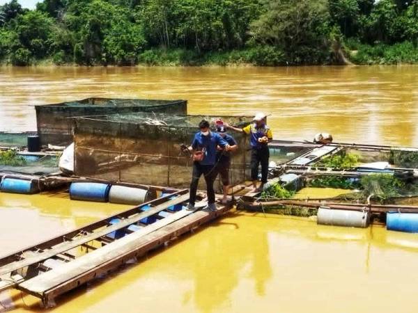 Pegawai Jabatan Perikanan Pahang membuat pemeriksaan di sangkar terlibat di Kampung Lada,Jerantut pada Selasa lalu.