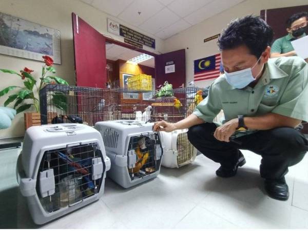 Yusoff menunjukkan burung blue and gold macaw iaitu antara spesies termahal yang diselamatkan dalam serbuan di sebuah rumah di Taman Shatin, Ipoh pada Rabu.