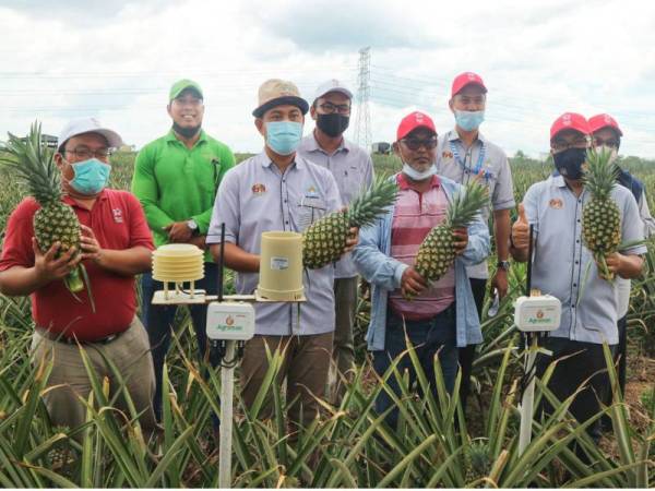 Dr Sahruddin (dua dari kiri) menunjukkan buah nanas yang dituai di ladang Ber One Agro di Changlun, Kubang Pasu pada Khamis.