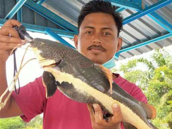 Seorang nelayan dari Kampung Sungai Buaya, Kampung Gajah, Muhammad Firdaus Othman, 30, menunjukkan ikan baung ekor merah hasil pancingan di Sungai Perak.
