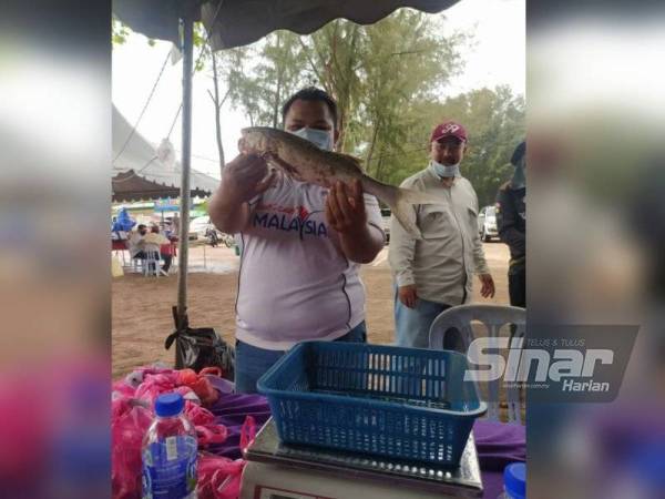 Juri pertandingan, Mohamad Fazrul Abdul Majid menunjukkan ikan kurau seberat seberat 885 gram yang berjaya dinaikkan oleh johan pertandingan.