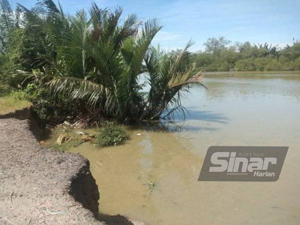 Tinjauan SAM mendapati hakisan tebing Sungai Kerian yang semakin membimbangkan.
