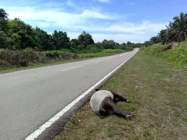 Seekor tapir jantan ditemui mati di Jalan Sedili-Tenggaroh pada Selasa.
