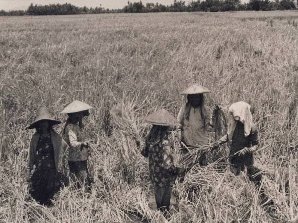 Kaedah menuai padi kini digantikan dengan penggunaan jentera yang lebih efisien.