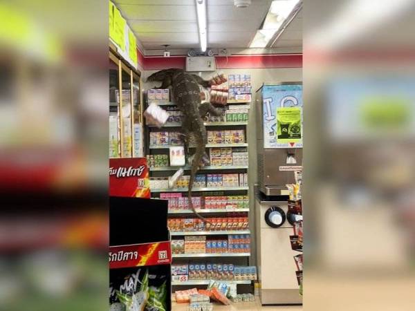 Biawak gergasi 'terjah' kedai serbaneka.