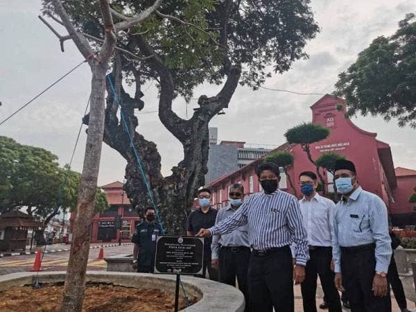 Zainal (dua dari kanan) menunjukkan anak pokok Batai Laut setinggi dua meter yang ditanam di hadapan bangunan The Stadthuys, Banda Hilir pada Jumaat.