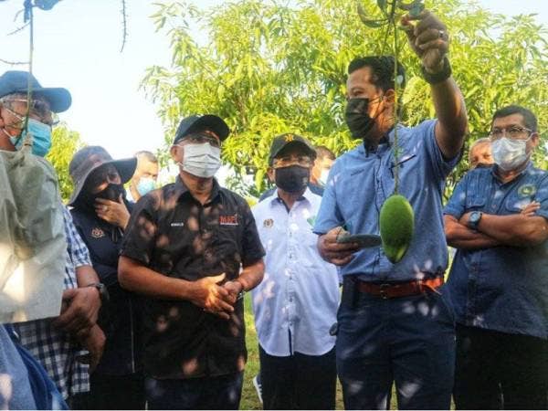 Pengarah Pertanian Negeri Perlis, Hafizuddin Othman (dua dari kanan) memberi penerangan mengenai harumanis kepada Ronald dan tetamu yang hadir di Ladang Kelompok Mangga Harumanis Kampung Tanah Pasir pada Ahad.