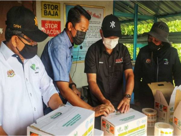 Ronald (dua dari kanan) melekatkan pelekat QR code di kotak Harumanis yang akan dihantar kepada pembeli.