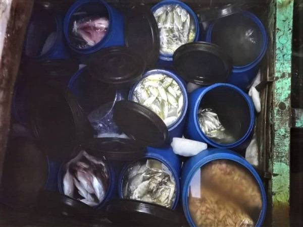Antara hasil tangkapan yang disita. - Foto Ihsan Jabatan Perikanan Johor