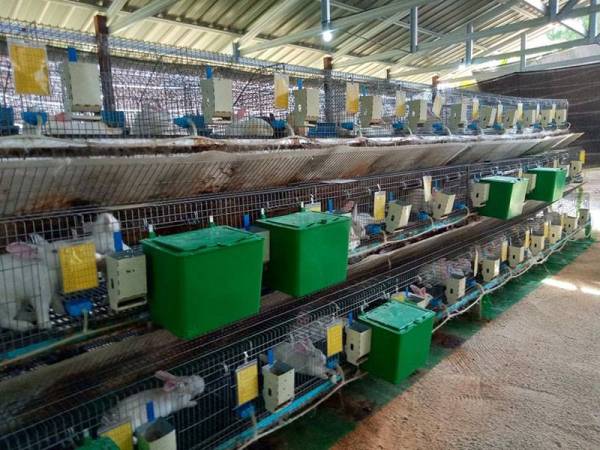 Melalui PPP, peneroka mengusahakan tanaman kontan dan penternakan seperti arnab.