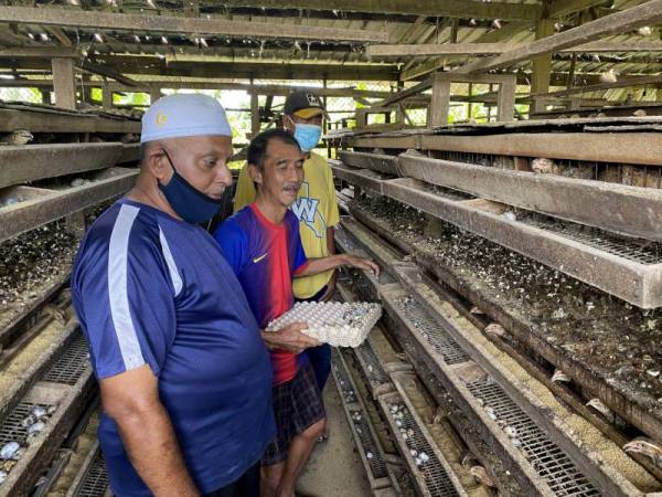 Meng Soon kini yang menternak kira-kira 5,000 ekor burung berkenaan dan mampu menjual lebih 2,000 biji telur burung peliharaannya itu setiap hari untuk pasaran setempat. - Foto Bernama 