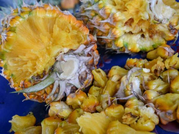 Variasi 'nanas cobek; yang boleh dikupas hanya menggunakan tangan dek kerana kerapuhannya - Foto Bernama 
