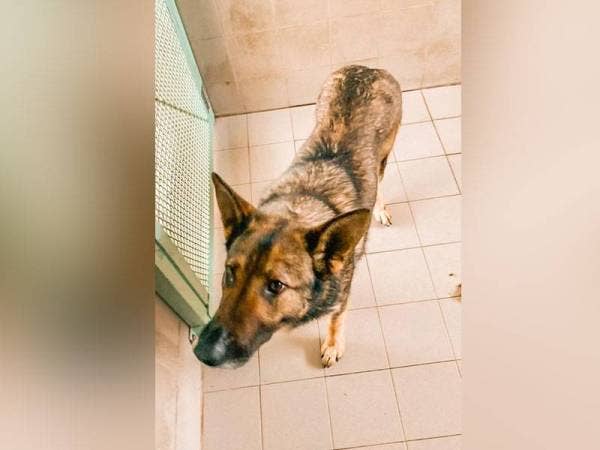 Maqis Selangor menahan seekor anjing baka dari Jerman disyaki cuba dibawa masuk dengan menggunakan dokumen palsu di KLIA Kargo, pada Jumaat.