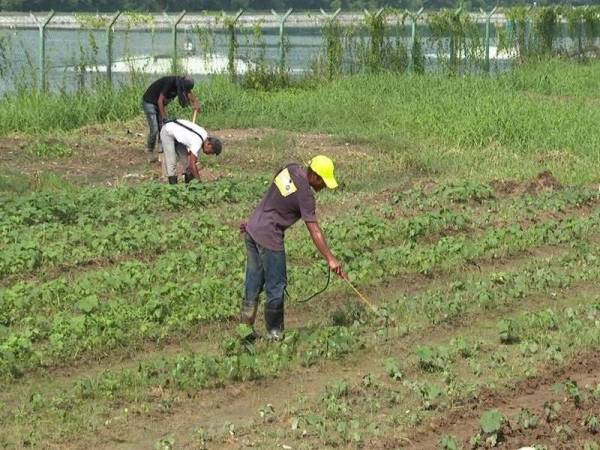 Gelandangan dibimbing menceburi perkebunan bandar sebagai inisiatif mengubah cara hidup kelompok itu. - Foto Bernama