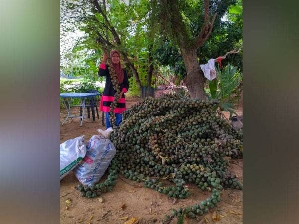 Mariati bersama buah kabung yang belum diproses.