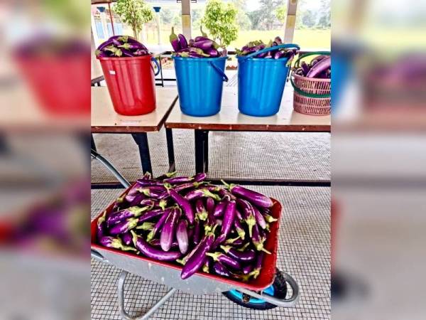 Hasil tanaman terung selepas berbudi kepada tanah seluas 0.2 hektar di SK Manik Urai Baru.