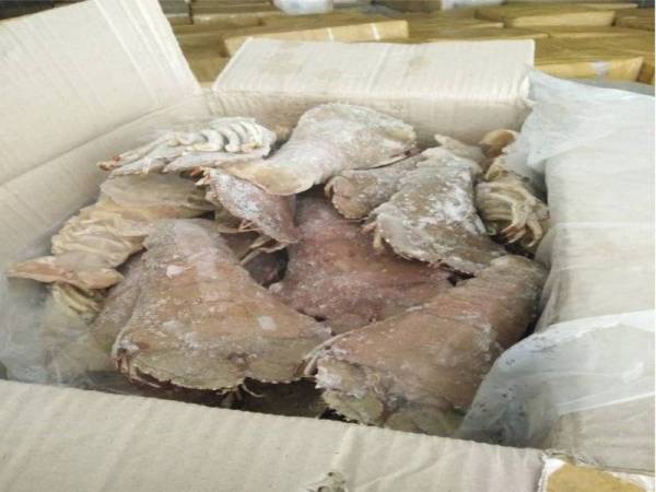 Udang ketak dari Indonesia yang dirampas Maqis Johor pada Isnin. - Foto Ihsan Maqis Johor